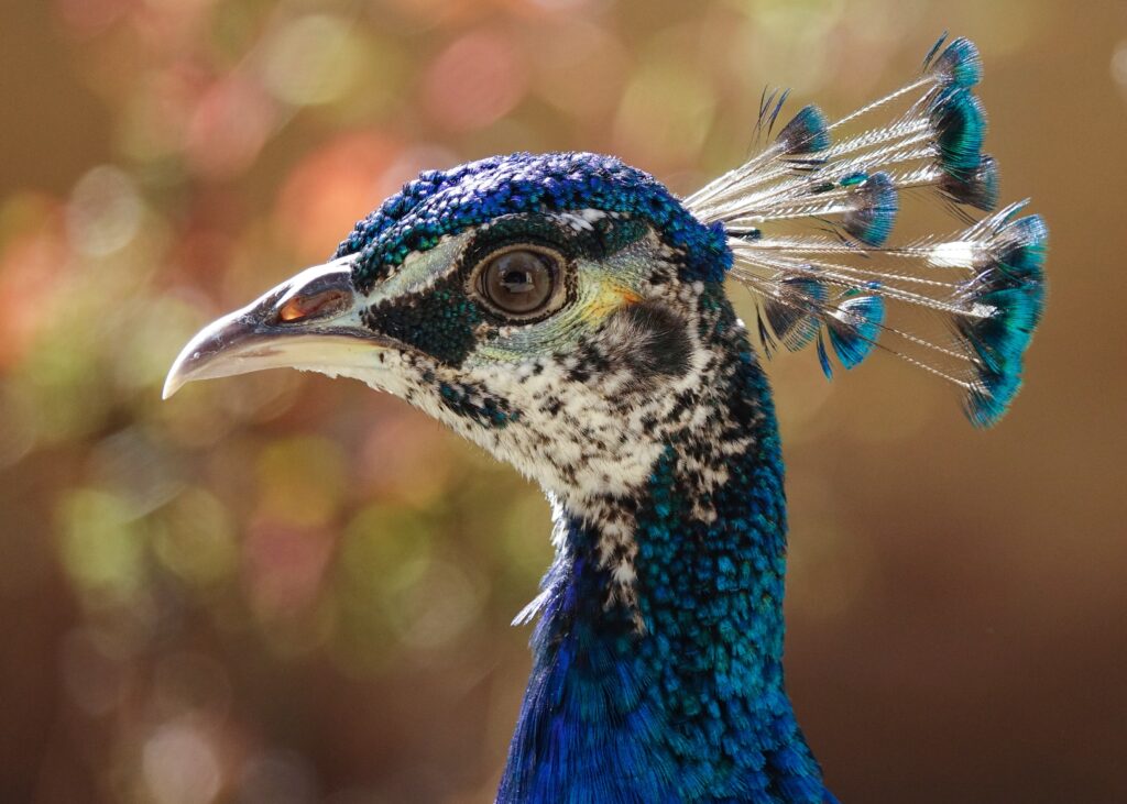 A peacock with its head held high.